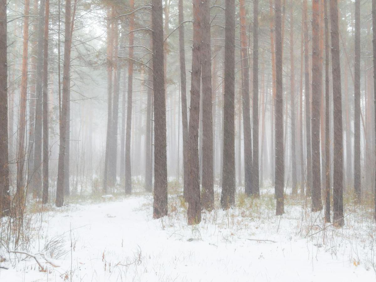 The Trees Are Not&nbsp;Ashamed