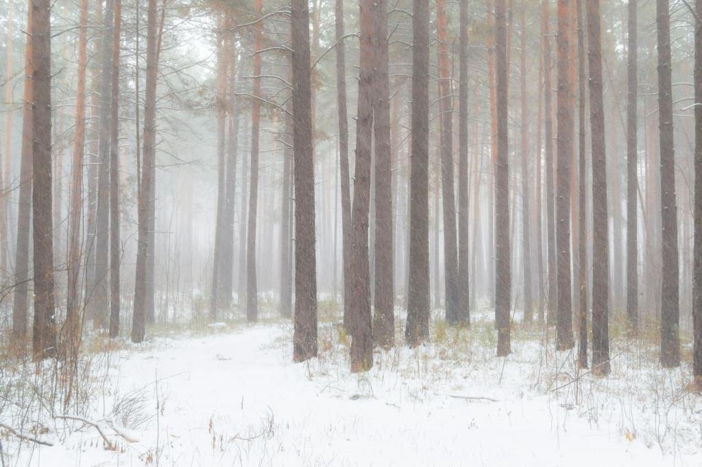 The Trees Are Not Ashamed